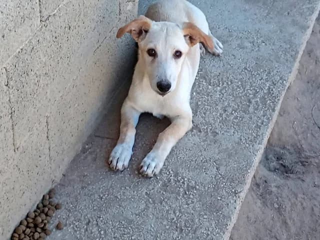 Tino, male young Mixed Breed for adoption at ProTier e.V.