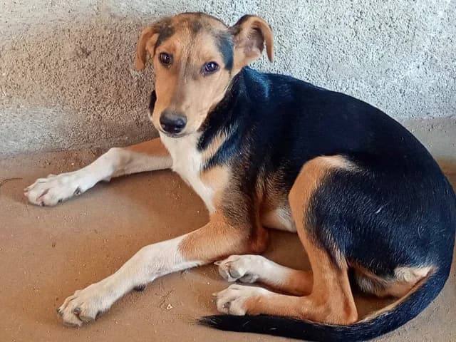 Tobi, male young Mixed Breed for adoption at ProTier e.V.