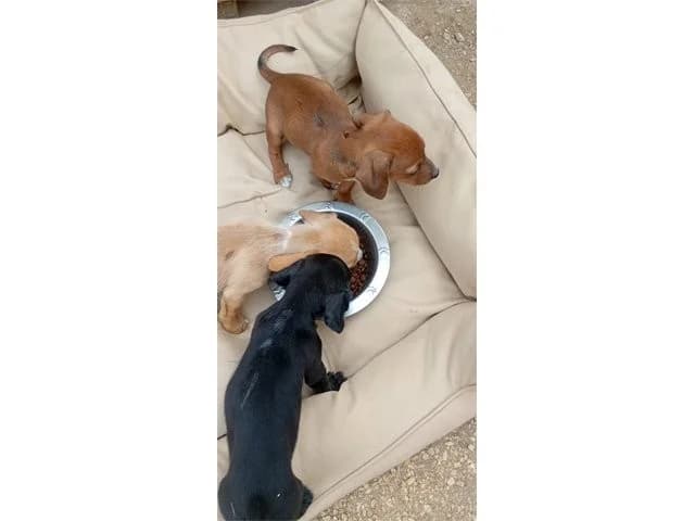 Elsa, female young Mixed Breed for adoption at ProTier e.V.