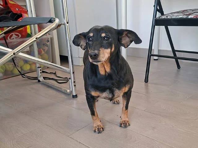 Trilly, female senior Mixed Breed for adoption at ProTier e.V.