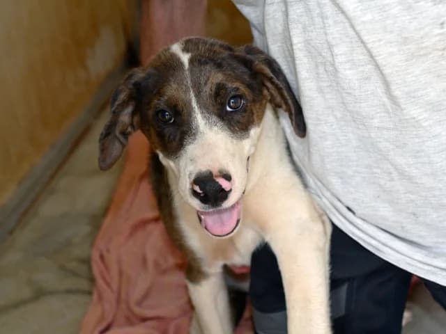 Tom, male puppy Mixed Breed for adoption at ProTier e.V.