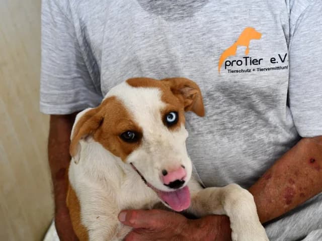Twister, male puppy Mixed Breed for adoption at ProTier e.V.