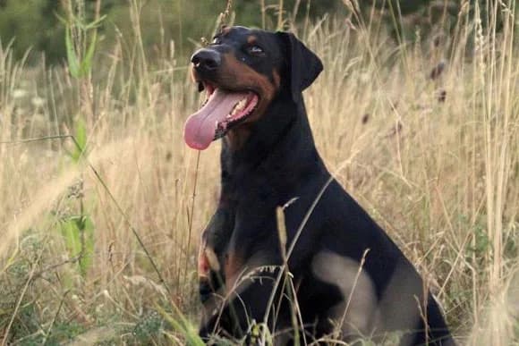 Hugo, senior Doberman for adoption at Tierheim Quellenhof Passbrunn