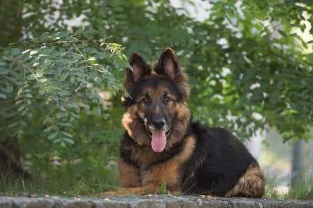 Mobby, senior German Shepherd for adoption at Tierheim Quellenhof Passbrunn