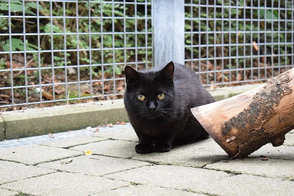 Clemens, senior European Shorthair for adoption at Tierheim Quellenhof Passbrunn