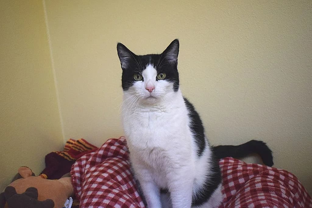 Maxi, senior European Shorthair for adoption at Tierheim Quellenhof Passbrunn