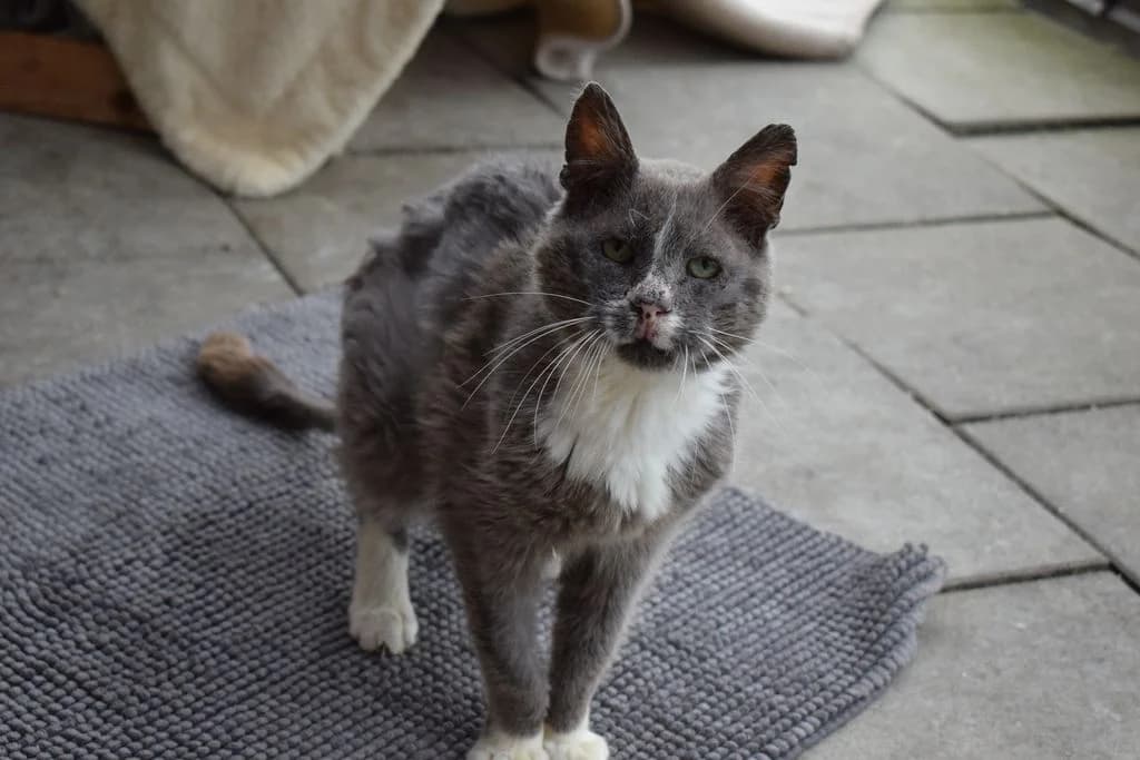 Levent, senior European Shorthair for adoption at Tierheim Quellenhof Passbrunn