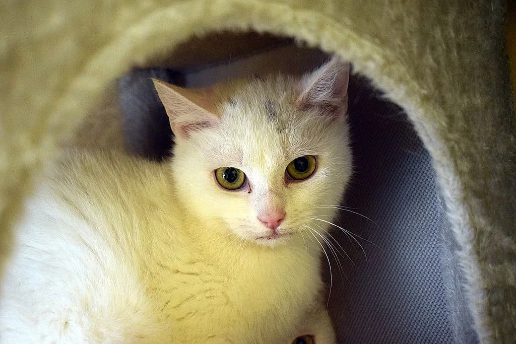 Zabur, young European Shorthair for adoption at Tierheim Quellenhof Passbrunn