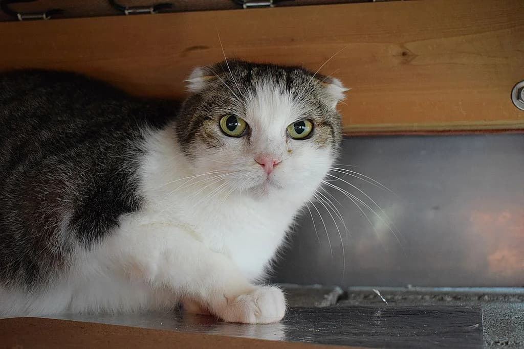 Gustav, senior Scottish Fold for adoption at Tierheim Quellenhof Passbrunn