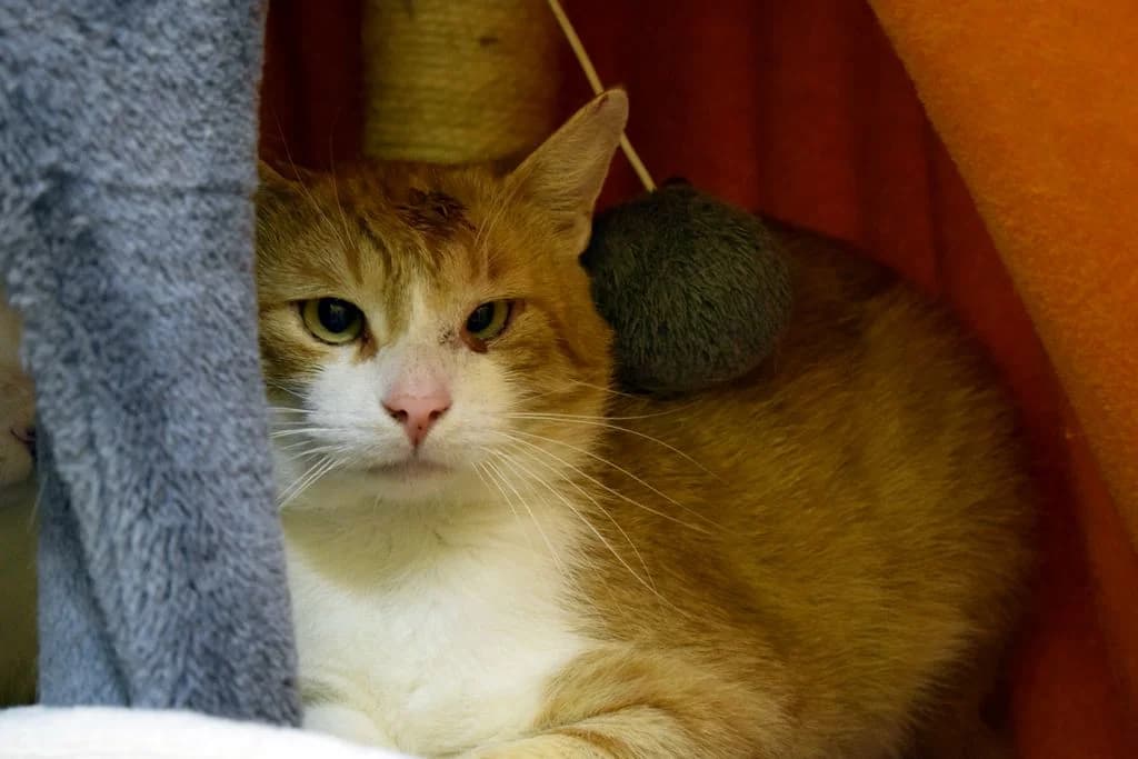 Mozart, 3yo European Shorthair for adoption at Tierheim Quellenhof Passbrunn
