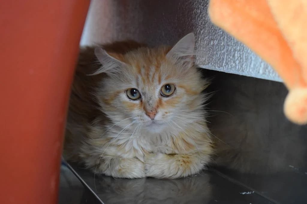 Amadeus, 6yo European Shorthair for adoption at Tierheim Quellenhof Passbrunn