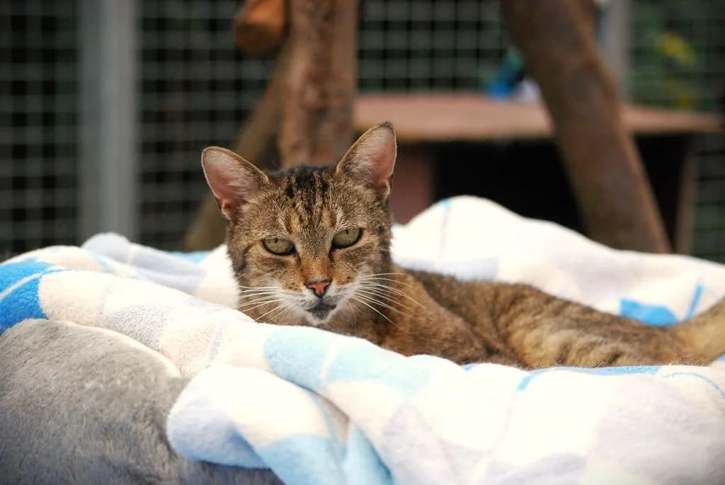 Maria, senior European Shorthair for adoption at Tierheim Quellenhof Passbrunn