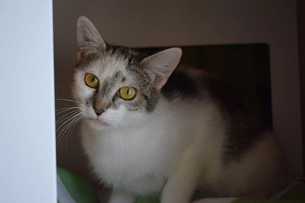 Millie, young European Shorthair for adoption at Tierheim Quellenhof Passbrunn