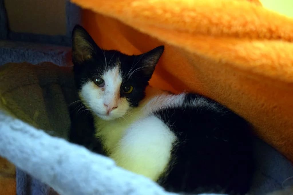Antonio, puppy European Shorthair for adoption at Tierheim Quellenhof Passbrunn