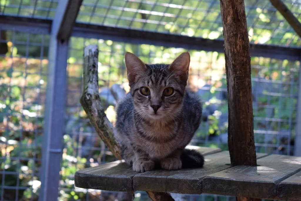 Beethoven, puppy European Shorthair for adoption at Tierheim Quellenhof Passbrunn