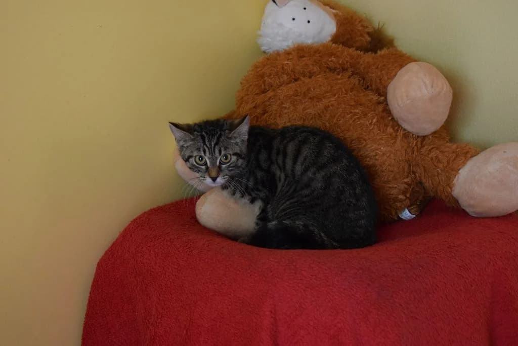 Roma, puppy European Shorthair for adoption at Tierheim Quellenhof Passbrunn