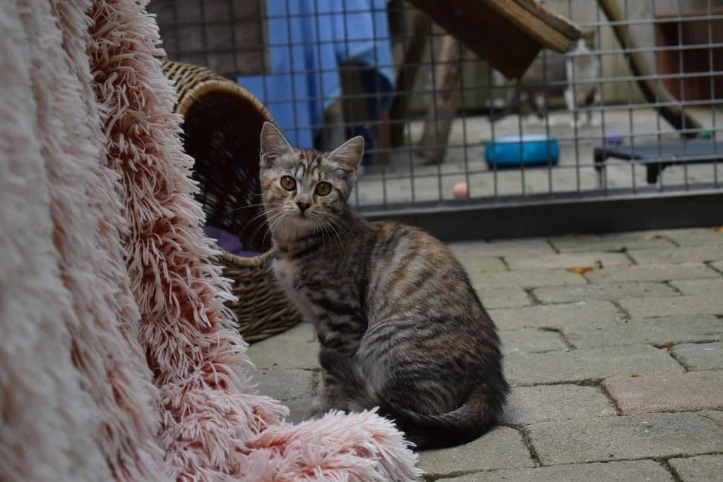 Ria, puppy European Shorthair for adoption at Tierheim Quellenhof Passbrunn