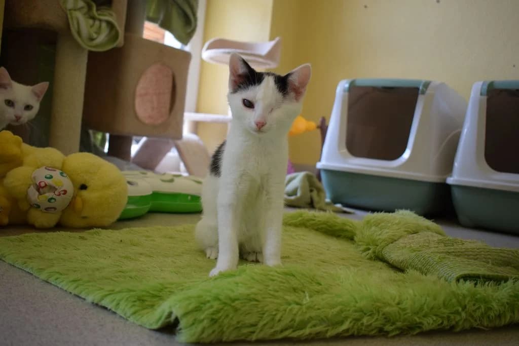 Frieda, puppy European Shorthair for adoption at Tierheim Quellenhof Passbrunn