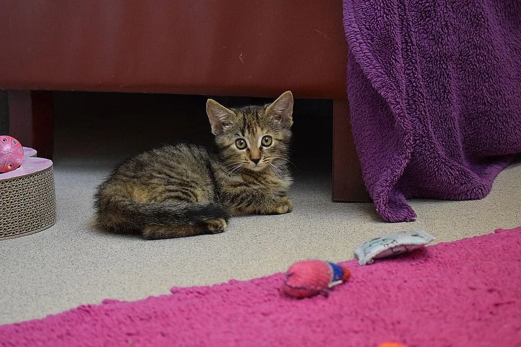 Stella, puppy European Shorthair for adoption at Tierheim Quellenhof Passbrunn
