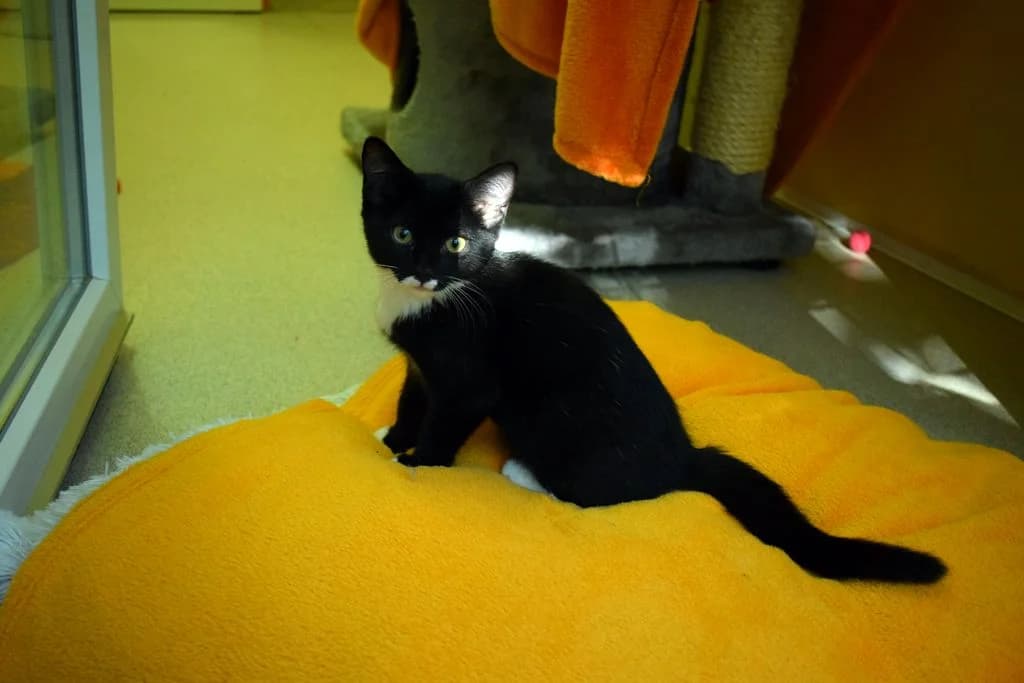 Luma, puppy European Shorthair for adoption at Tierheim Quellenhof Passbrunn