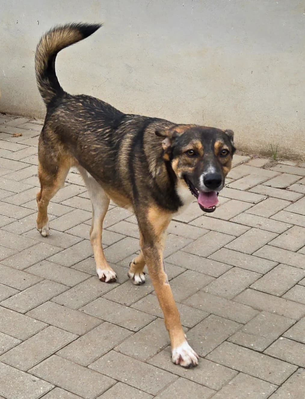 Emet, male 5yo Mixed Breed for adoption at Rasselbande im Glück e.V.