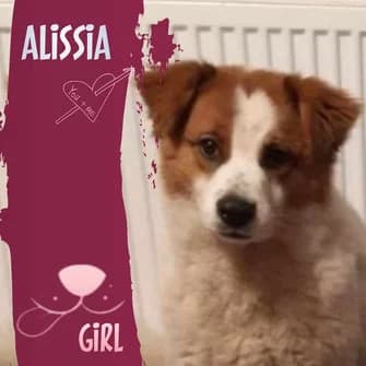 Alissia, female 6yo Mixed Breed for adoption at Rasselbande im Glück e.V.