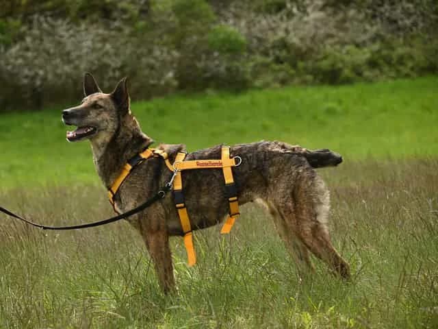 Biene, female 3yo Mixed Breed for adoption at Rasselbande im Glück e.V.