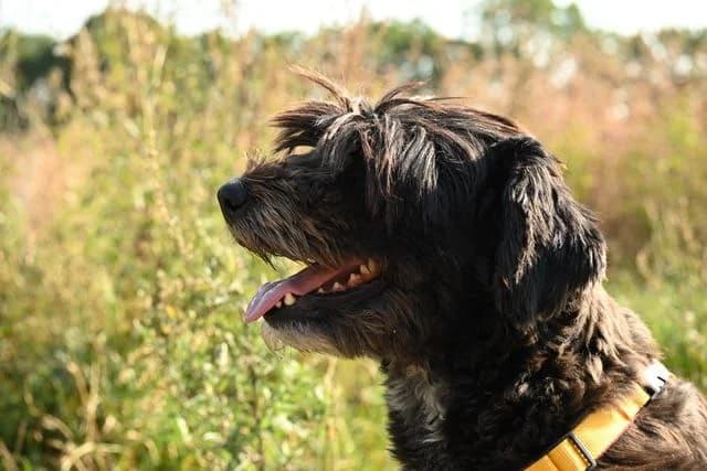 Bora, female senior Mixed Breed for adoption at Rasselbande im Glück e.V.