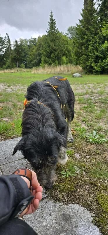 Dani, female young Mixed Breed for adoption at Rasselbande im Glück e.V.