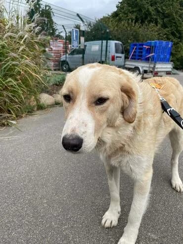 Ivy, female senior Mixed Breed for adoption at Rasselbande im Glück e.V.