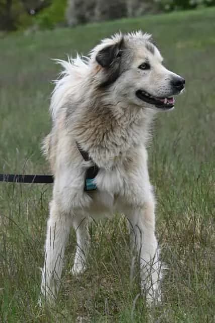 Emet, male 5yo Mixed Breed for adoption at Rasselbande im Glück e.V.