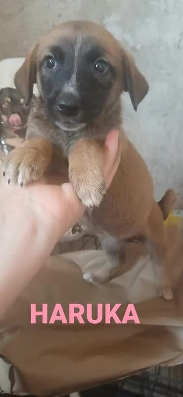 Haruka, female puppy Mixed Breed for adoption at Rasselbande im Glück e.V.