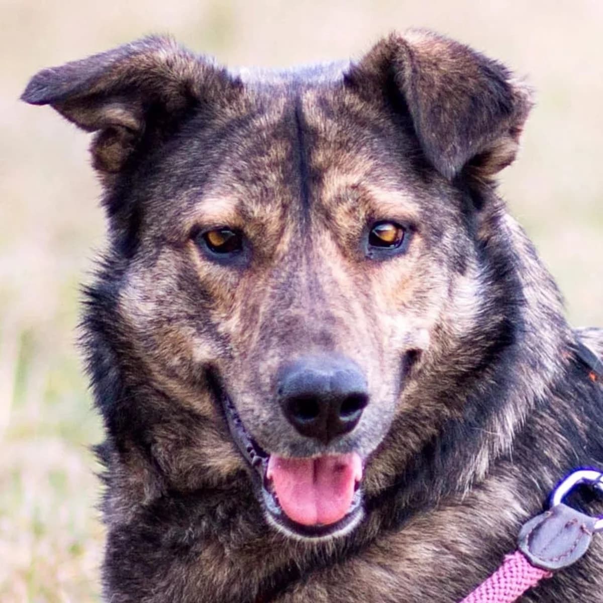 Kira, female 4yo German Shepherd for adoption at Rasselbande im Glück e.V.