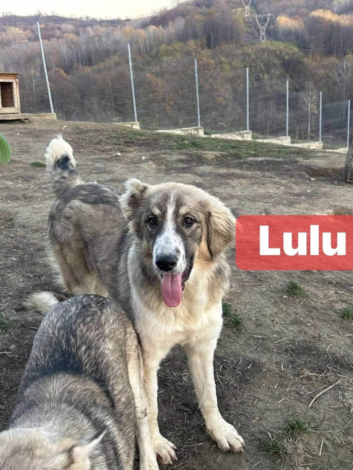 Lulu, female young Mixed Breed for adoption at Rasselbande im Glück e.V.