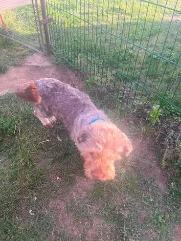 Marc, male 4yo Mixed Breed for adoption at Rasselbande im Glück e.V.
