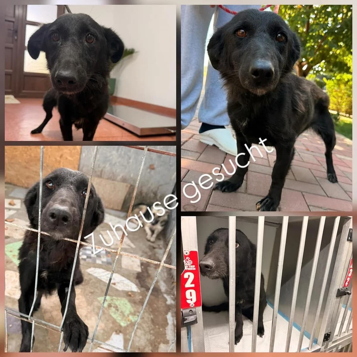 Mogli, female 4yo Mixed Breed for adoption at Rasselbande im Glück e.V.