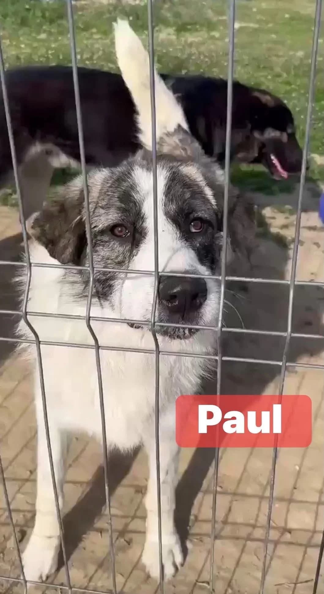 Paul, male young Mixed Breed for adoption at Rasselbande im Glück e.V.