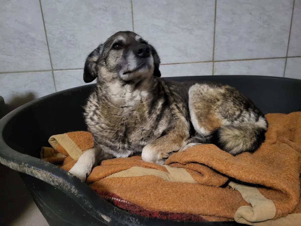 Roxy, female senior Mixed Breed for adoption at Rasselbande im Glück e.V.