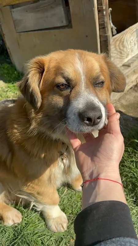 Runo, male 6yo Mixed Breed for adoption at Rasselbande im Glück e.V.