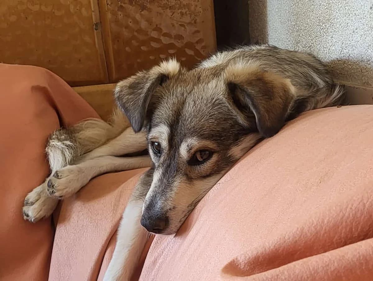 Tia, female 3yo Mixed Breed for adoption at Rasselbande im Glück e.V.