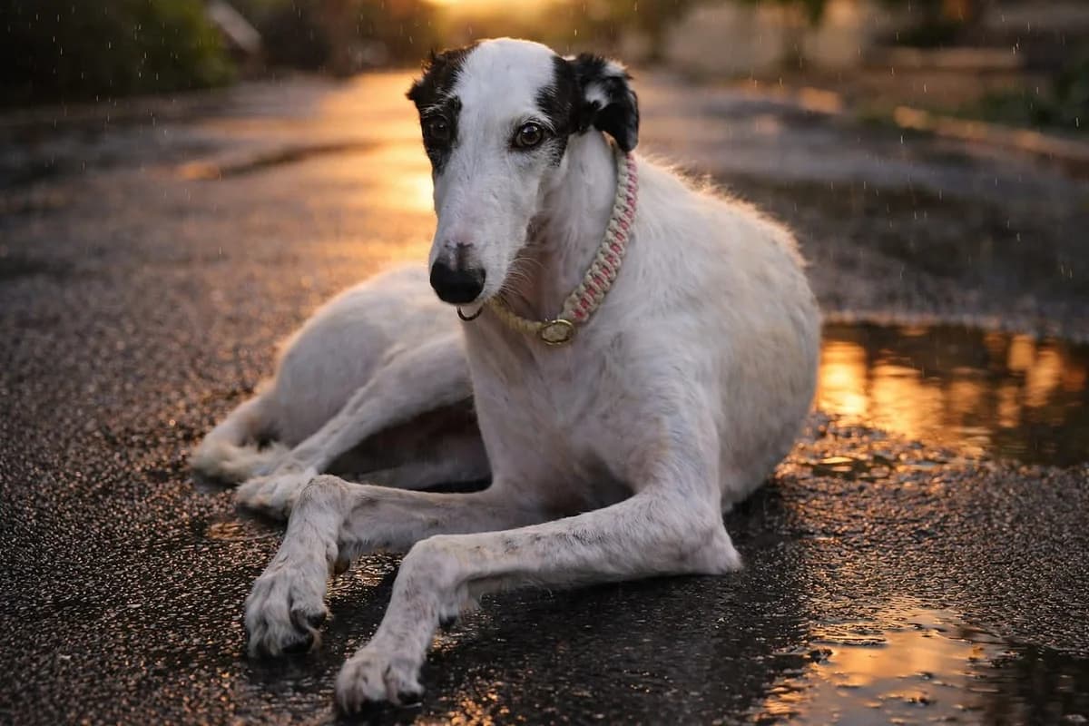 Pompeya, female 5yo Mixed Breed for adoption at Refugio Casas Ibanez e.V., Wiesbaden