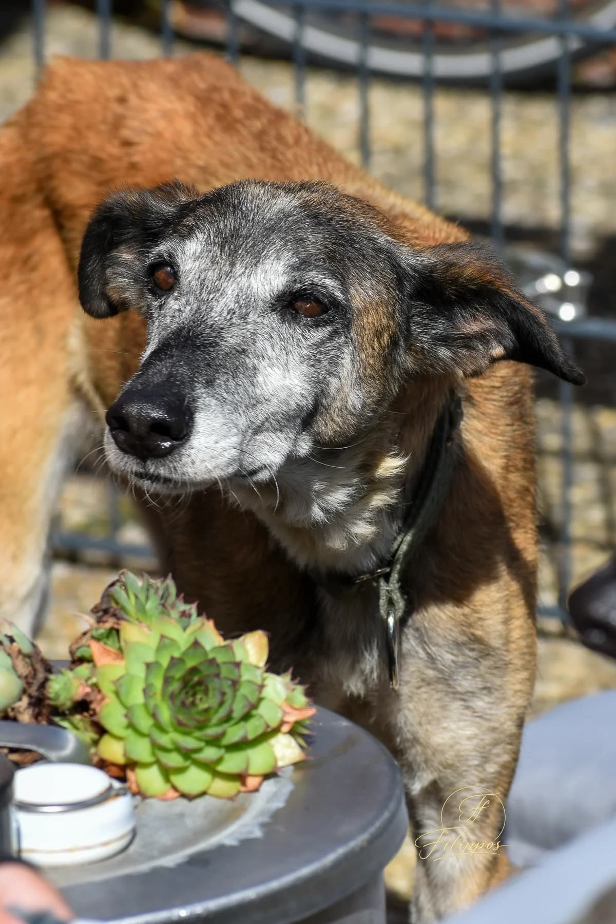 Luna, female senior Mixed Breed for adoption at Refugio Casas Ibanez e.V., Wiesbaden