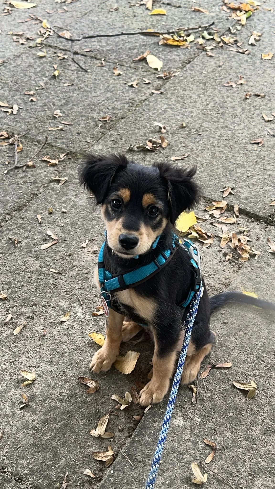 Ares (ehem. Pumba), male puppy Mixed Breed for adoption at Refugio Casas Ibanez e.V., Wiesbaden