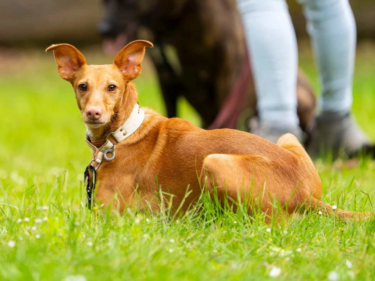 Camillo Vermittlungshilfe, male Mixed Breed for adoption at Refugio Casas Ibanez e.V., Wiesbaden