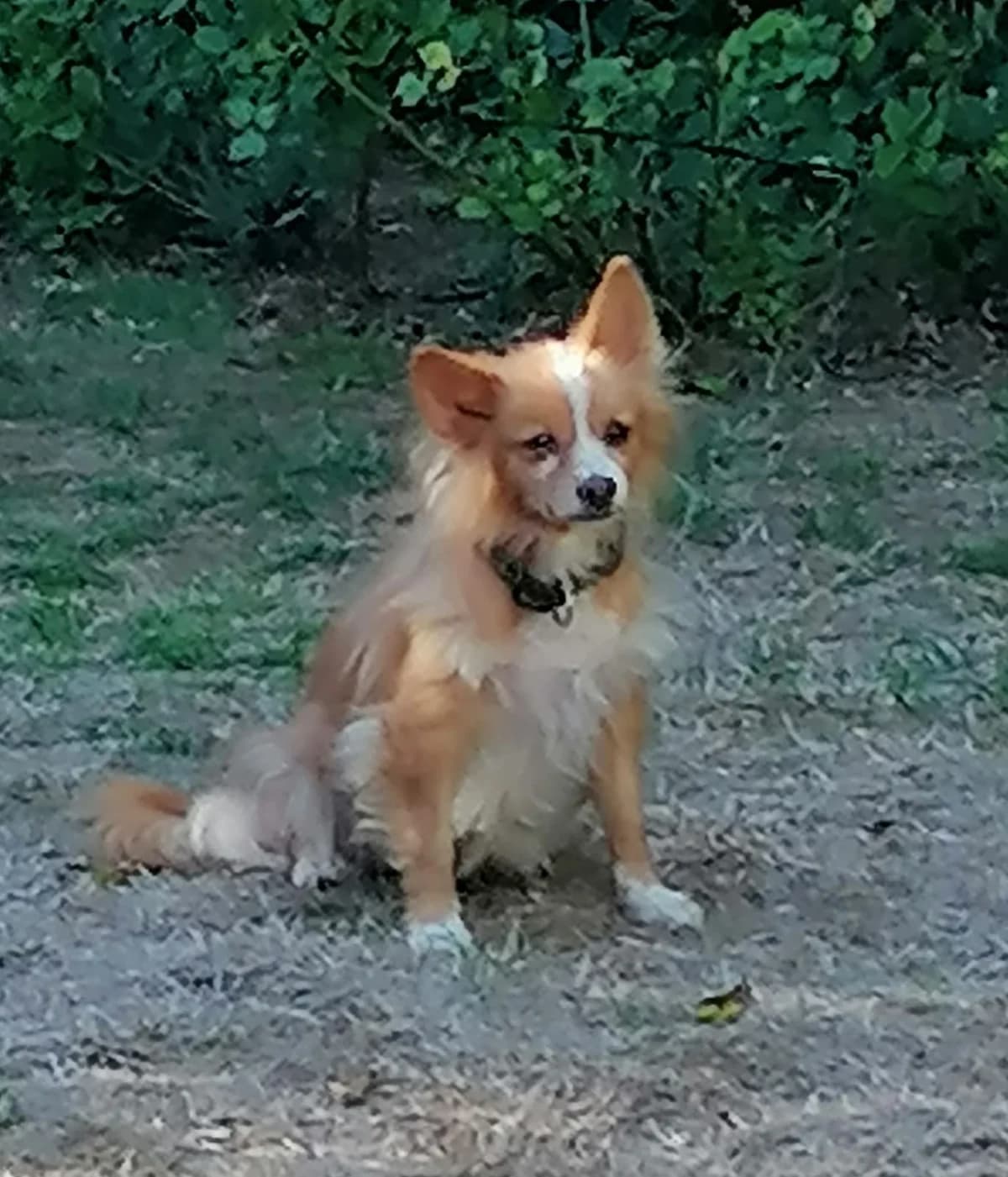 Canela, female senior Pomeranian for adoption at Refugio Casas Ibanez e.V., Wiesbaden