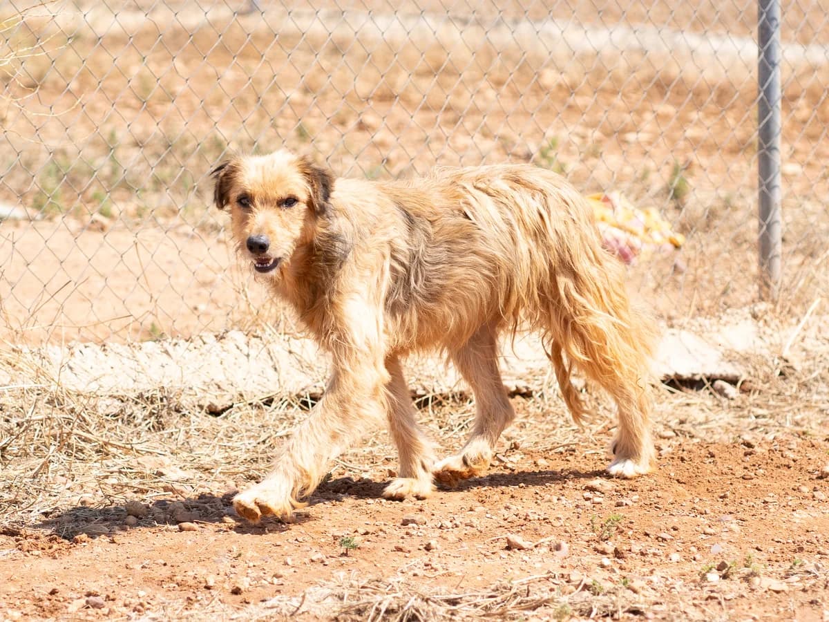 Crispin, female Mixed Breed for adoption at Refugio Casas Ibanez e.V.