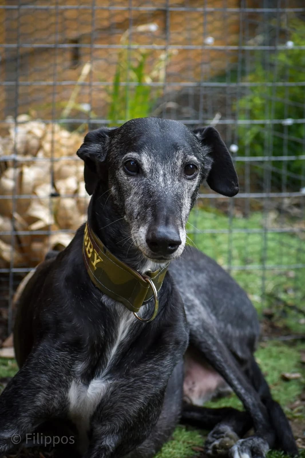 Dalton, male senior Mixed Breed for adoption at Refugio Casas Ibanez e.V., Wiesbaden