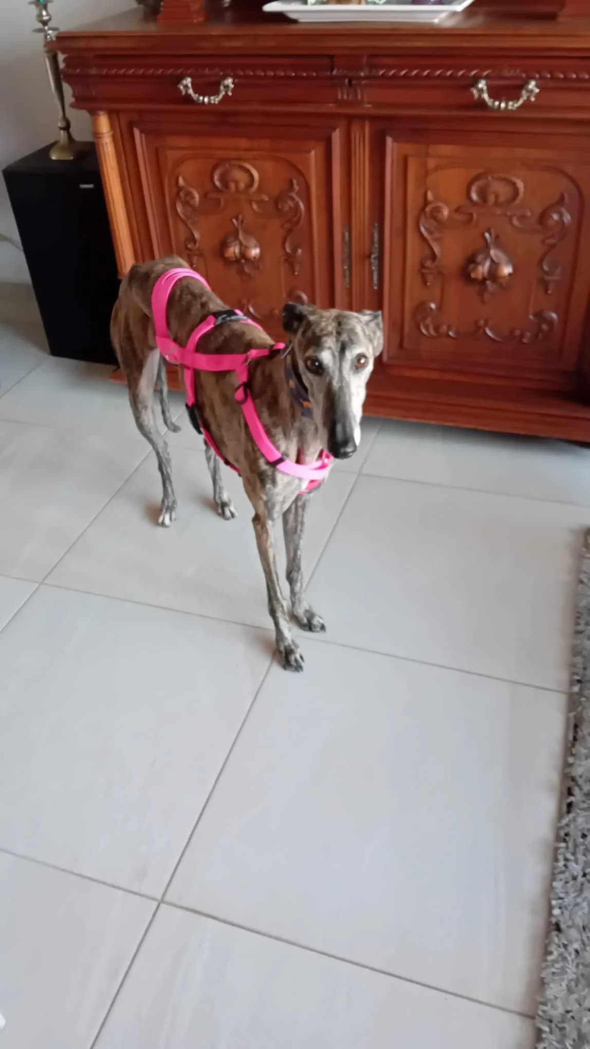 Olivia, female 7yo Mixed Breed for adoption at Refugio Casas Ibanez e.V., Wiesbaden