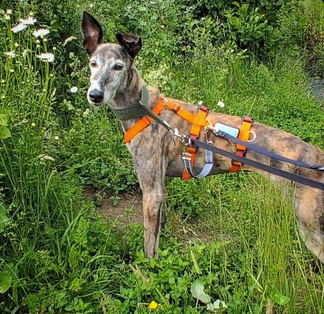 Pimienta, female senior Mixed Breed for adoption at Refugio Casas Ibanez e.V., Wiesbaden