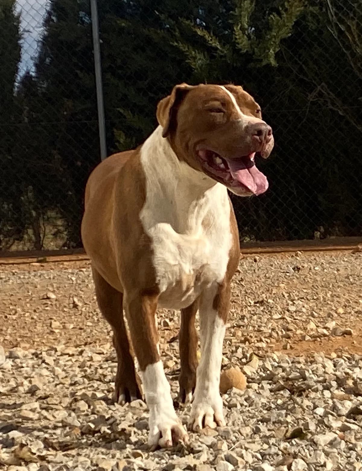 Sultan, male senior Mixed Breed for adoption at Refugio Casas Ibanez e.V., Wiesbaden
